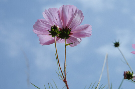 格桑花