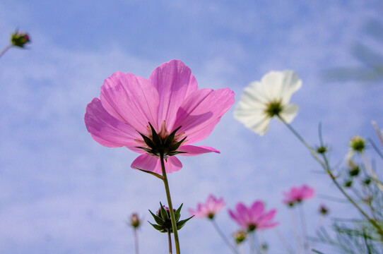 格桑花