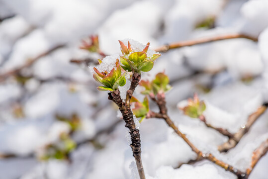 春雪中萌芽的西府海棠