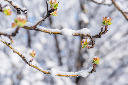 春雪中萌芽的海棠