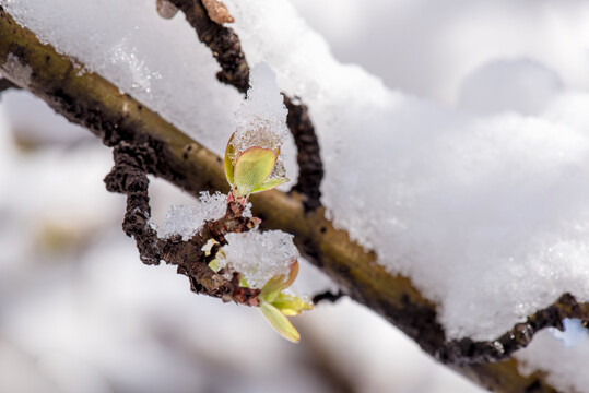 春雪消融海棠萌芽