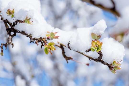 春雪中萌芽的海棠