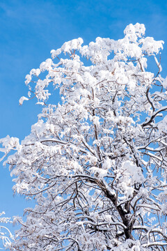 树枝上的雪