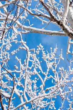 白杨树上的积雪