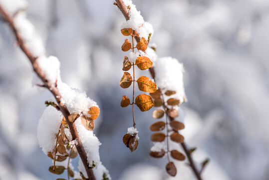 树枝上的雪和黄叶