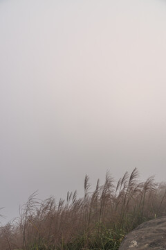 清晨雨雾中的茅草