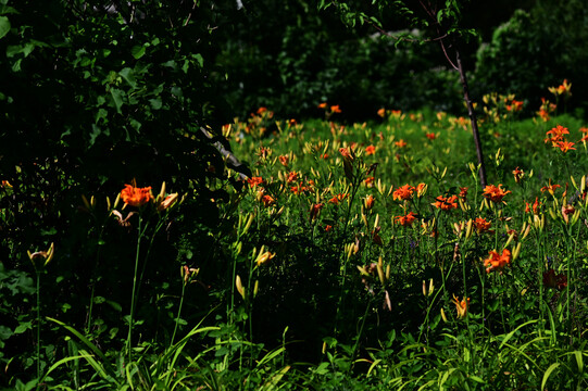 南溪湿地花卉