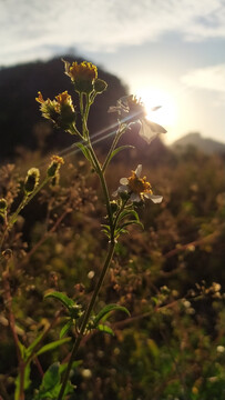 花草