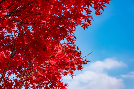 红色枫树