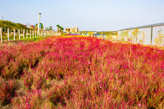 花海