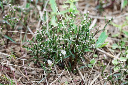 钻叶紫菀