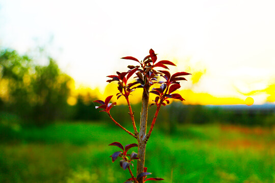 吊钟花