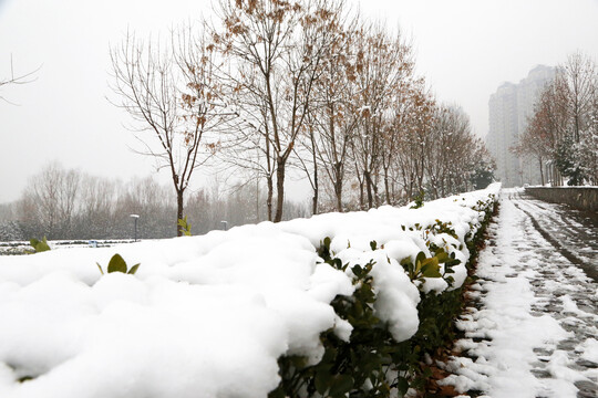公园雪景