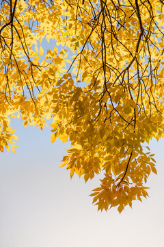 秋天金色树叶