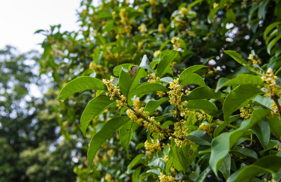 桂花树