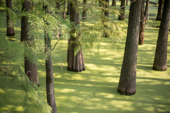青山湖水上森林