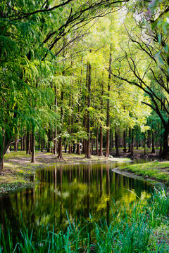 森林背景