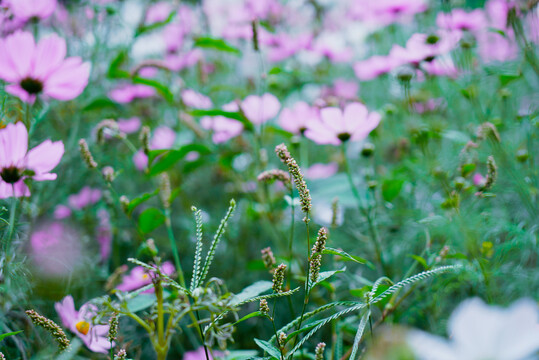 鲜花背景