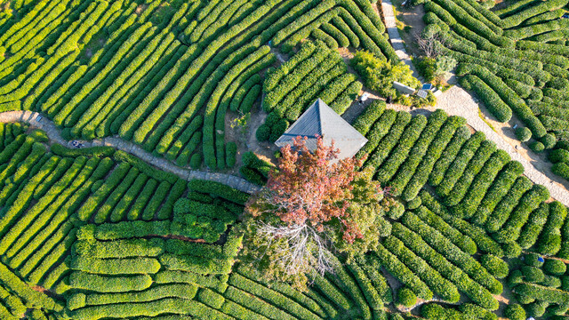 航拍龙井茶园