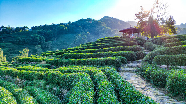 航拍龙井茶园