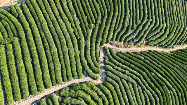 航拍龙井茶园