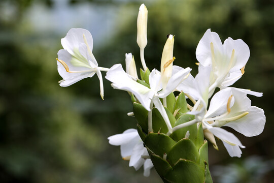 生姜花