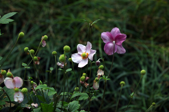 打破碗花花