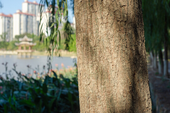 公园湖畔的柳树树干