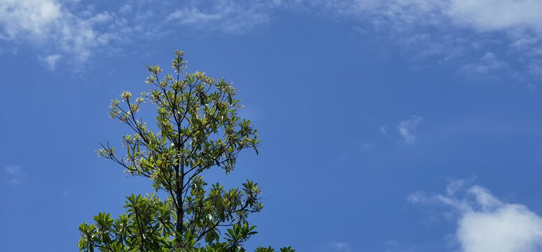 天空与树