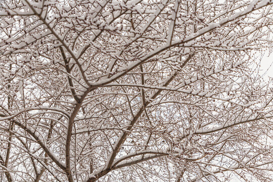 雪压树枝