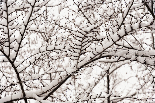 春雪压树枝
