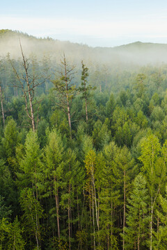 清晨晨雾大森林