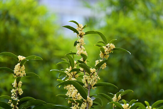 桂花