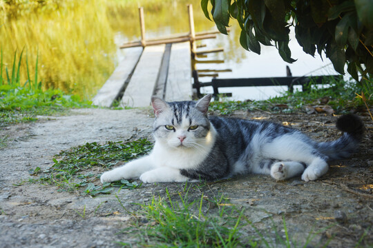 田园的猫