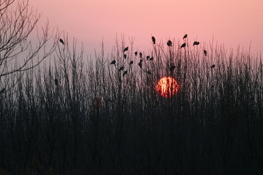 夕阳小树林