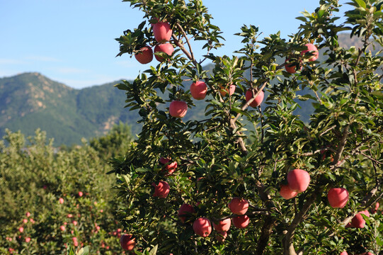 山区的苹果园