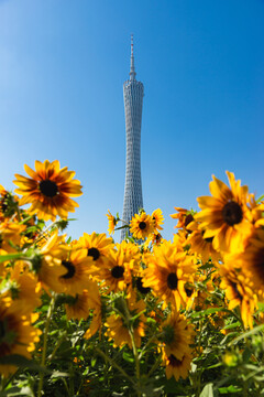 仰视广州塔与海心沙向日葵风景