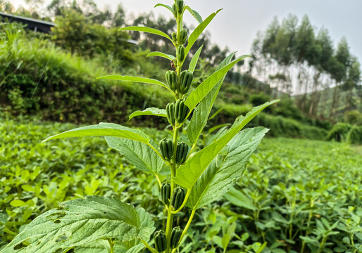 芝麻