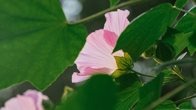 粉色的木芙蓉