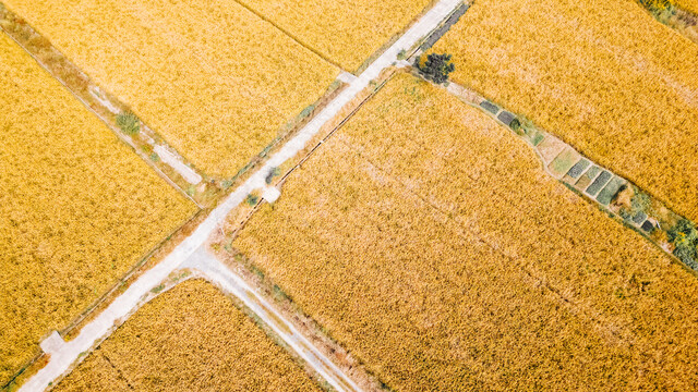 航拍秋天黄色的水稻田
