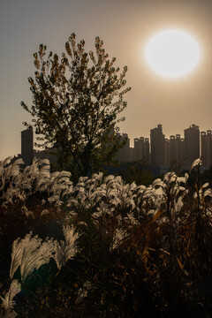 夕阳湖边芦苇背景素材