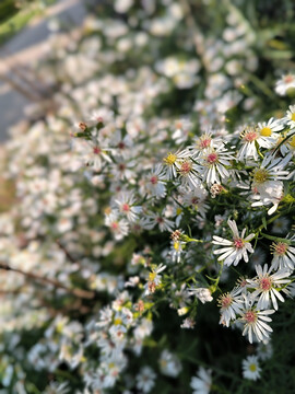 柳叶白菀白色清新小碎花