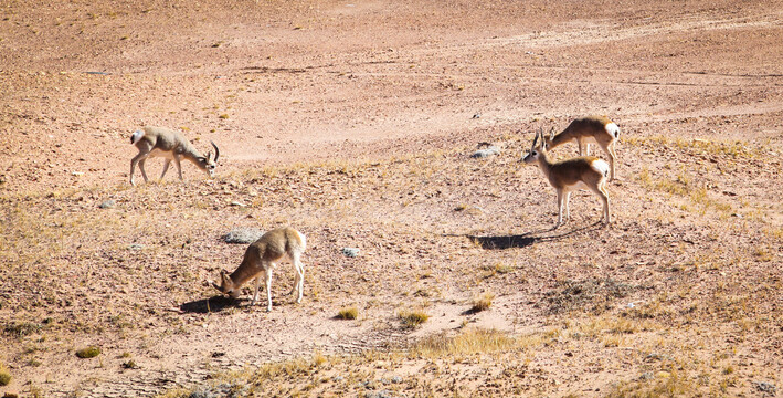 青海可可西里自然保护区藏原羚