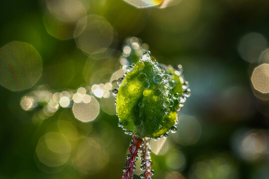 繁缕花