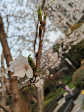 樱花