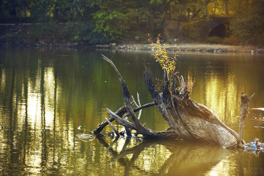 湖中枯树根