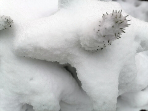 暴雪