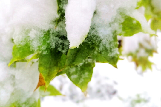 雪中枫叶