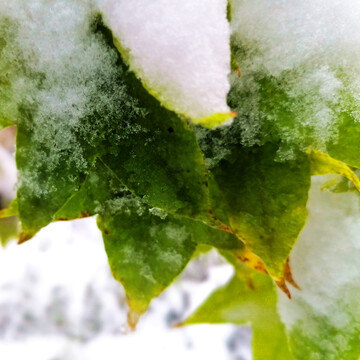 积雪