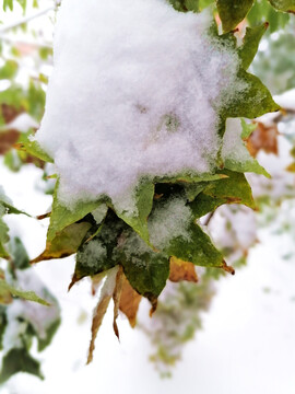 暴雪